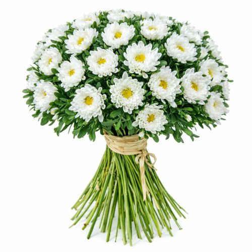 Астра белая