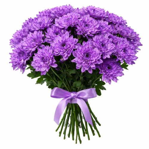Хризантема одноголовая сиреневая