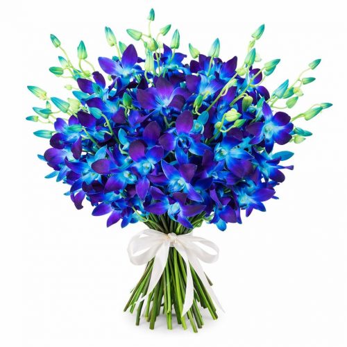 Орхидея синяя