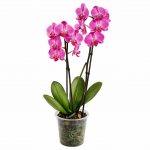 Орхидеи в горшках