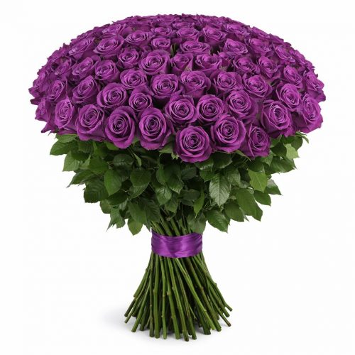 Розы Эквадор фиолетовые